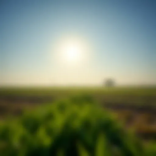 Vast agricultural land under the Dubai sun