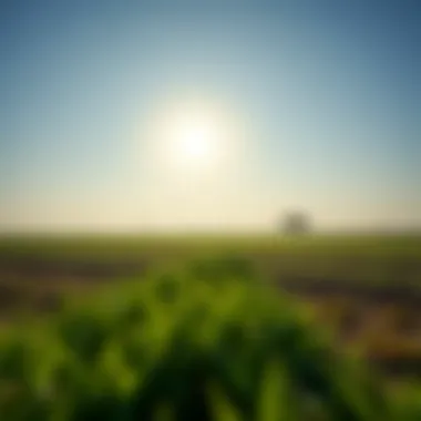 Vast Agricultural Land Under the Dubai Sun Vast agricultural land under the Dubai sun