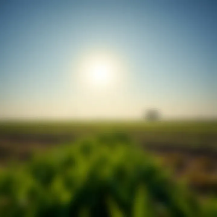 Vast Agricultural Land Under the Dubai Sun Vast agricultural land under the Dubai sun