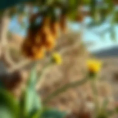 Flora unique to the Liwa Oasis ecosystem